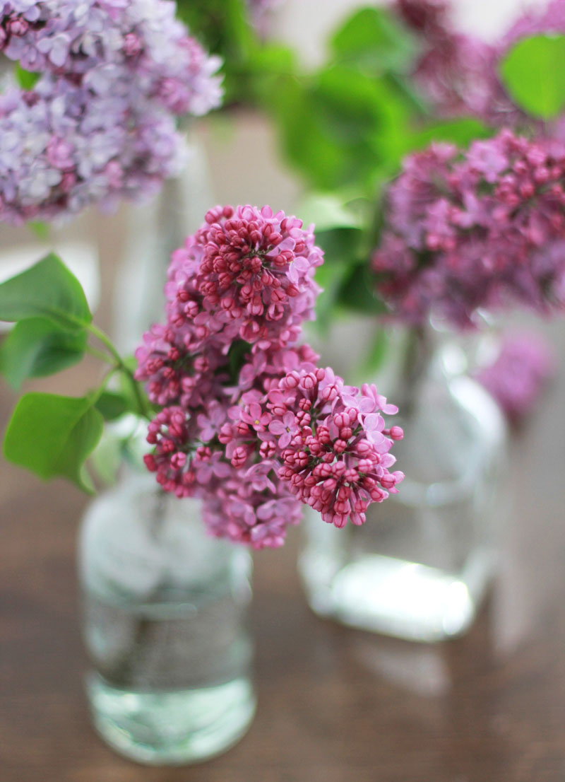 deko mit flieder - blumenarrangements in der vase | h.anna