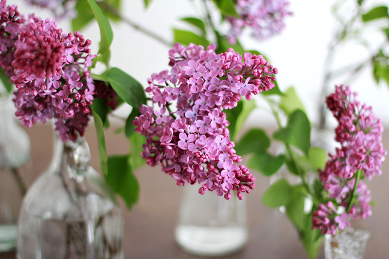 deko mit flieder - blumenarrangements in der vase | h.anna